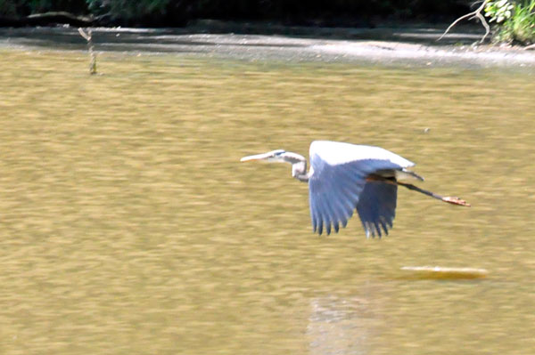 big bird a Lake Haigler